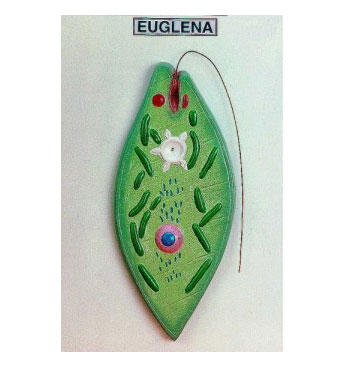 EUGLENA MODEL ON BOARD