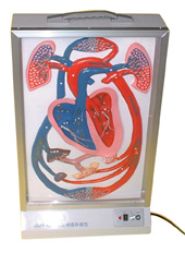 BLOOD CIRCULATION AND HEART BEAT MOTORIZED MODEL