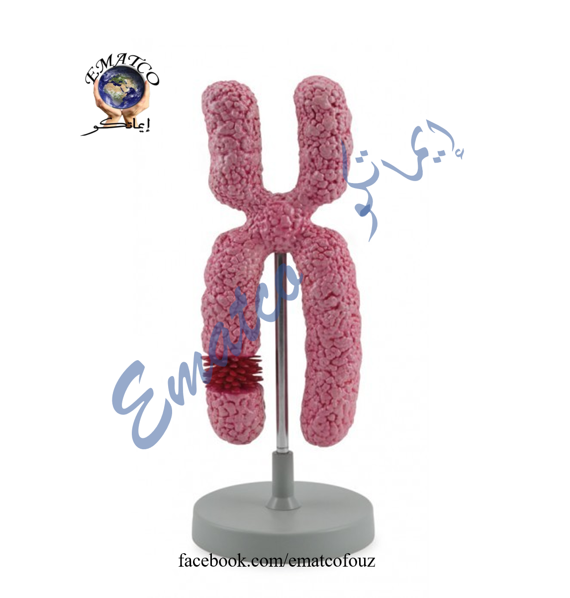 Chromosome Model