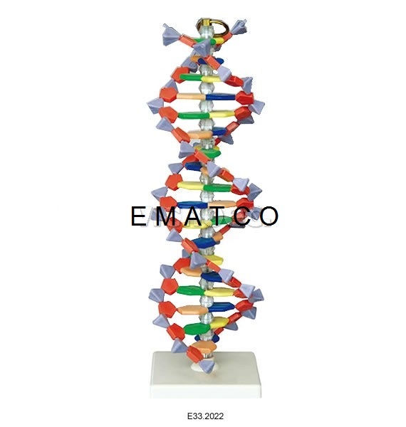 Model of DNA Structure