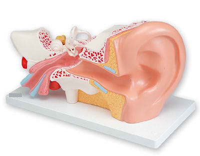 EAR MODEL