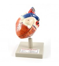 Human Heart Model  Detachable