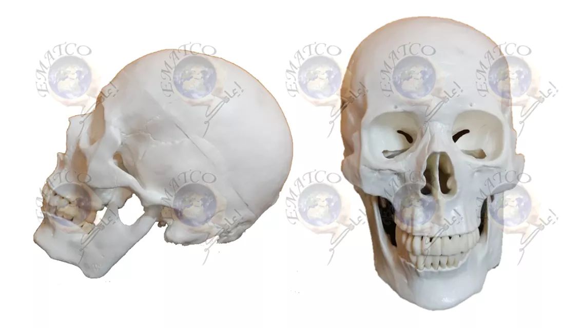 Skull Model