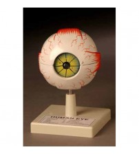 Eye Model on Stand