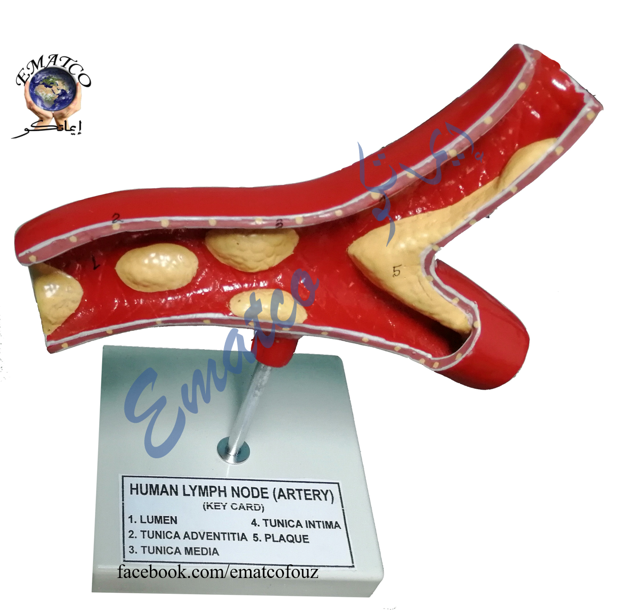 Human Artery and Lymph node Model