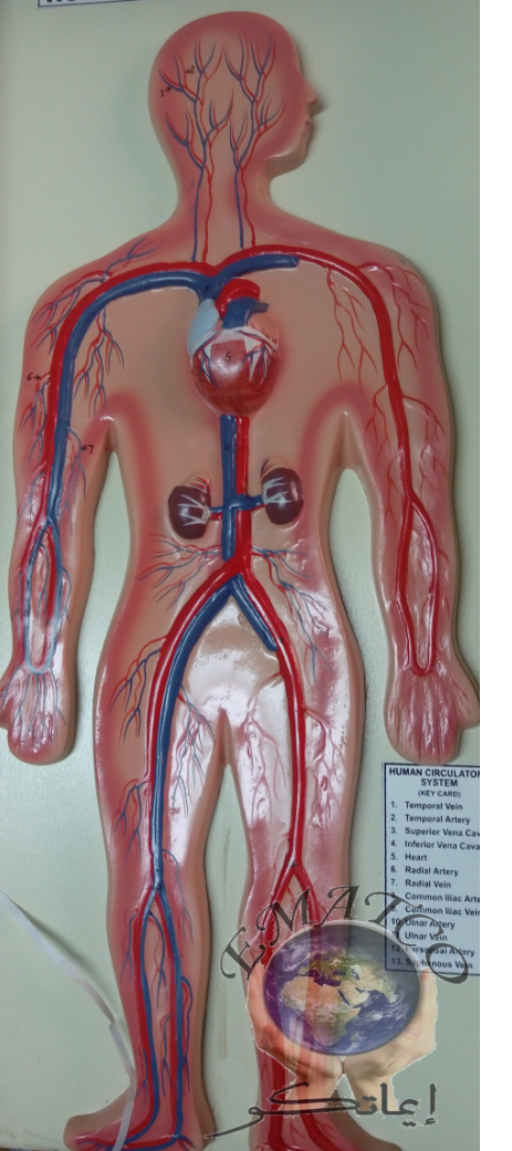 Circulatory System Model