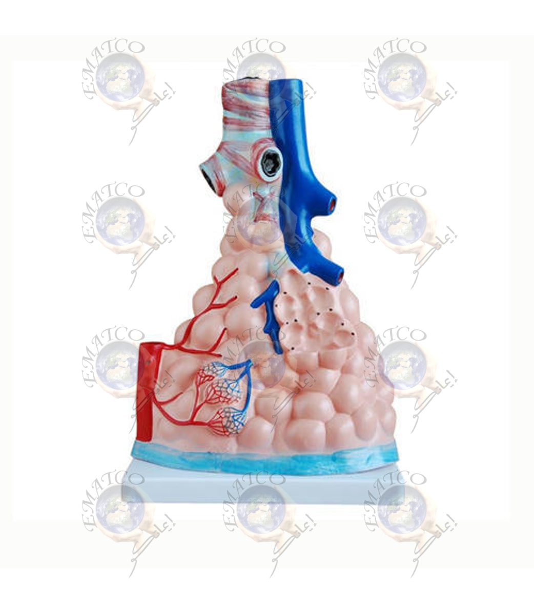 Lung Model of Magnified Alveoli