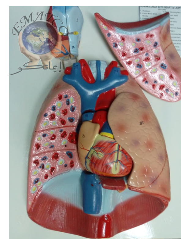 Lungs with Heart  Model