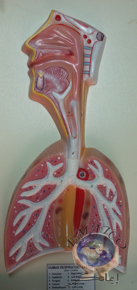 Respiratory System Model