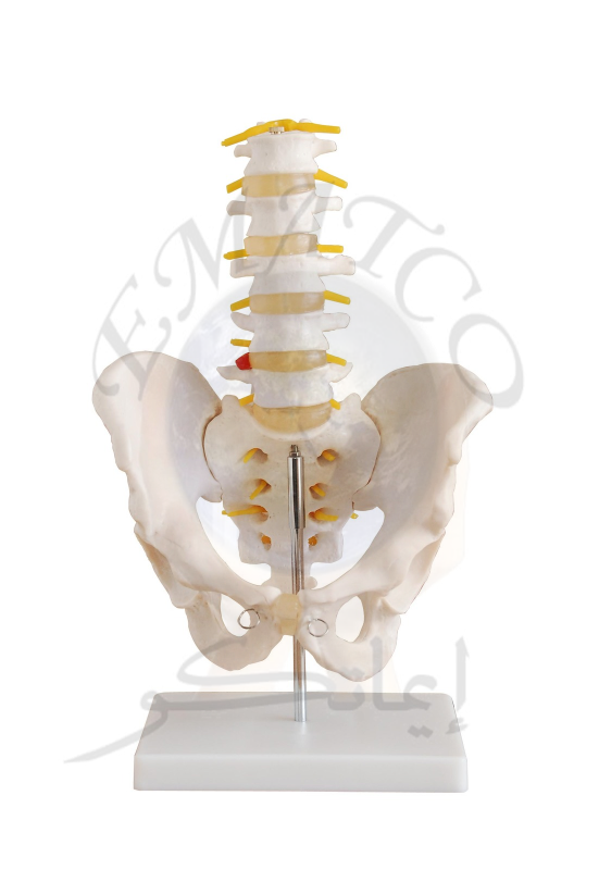 Human Pelvic Cavity Model