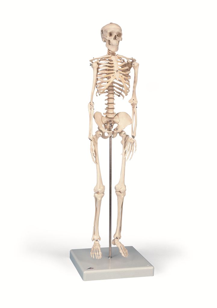 Model of Human Skeleton