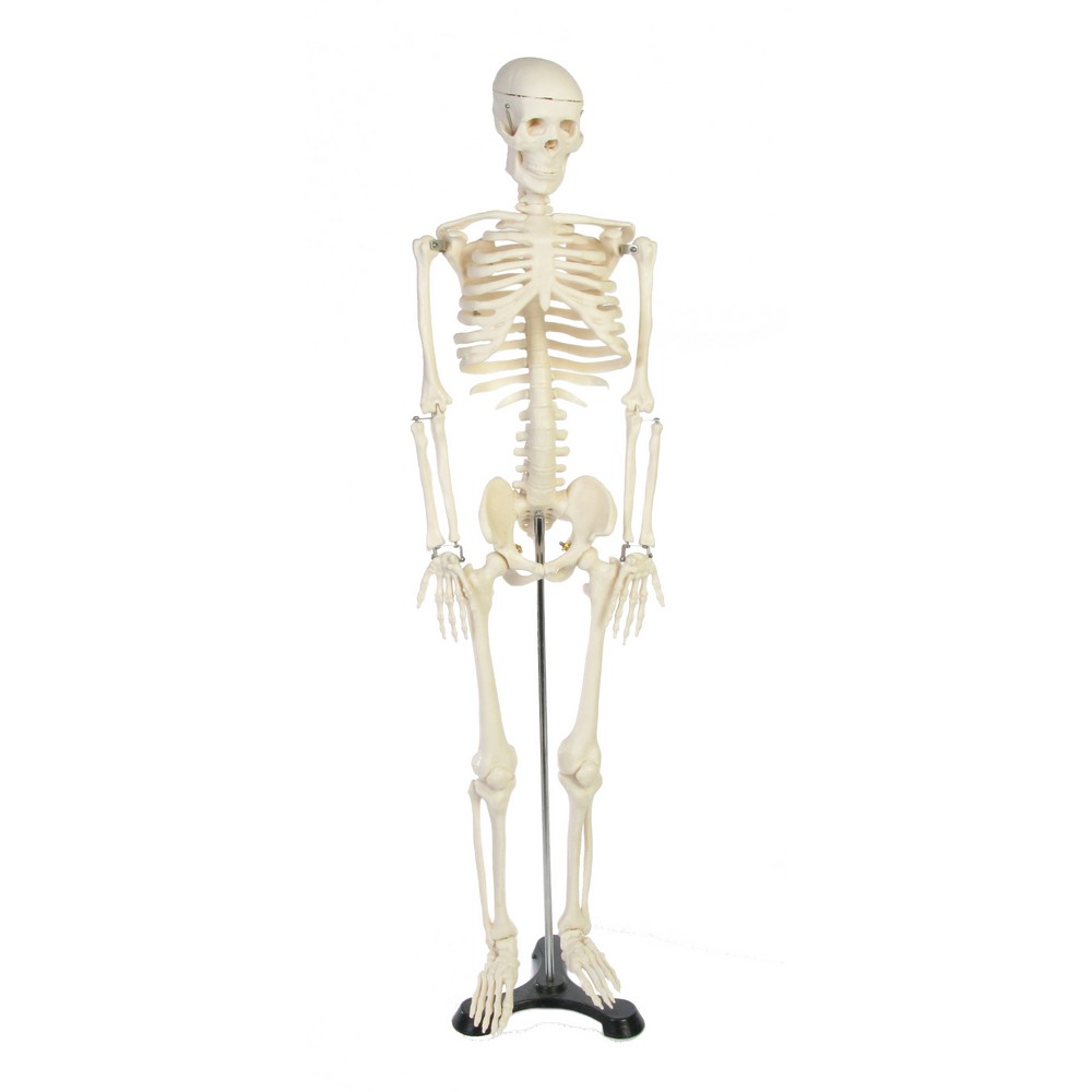 Human Skeleton Model 45 cm on stand