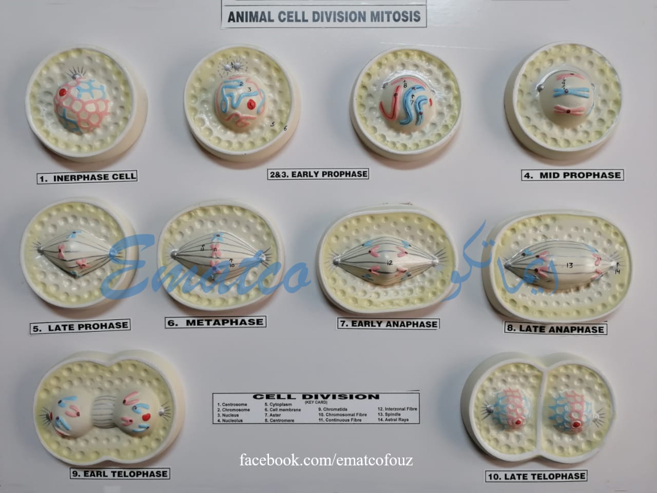 ANIMAL MITOSIS MODEL ON BOARD