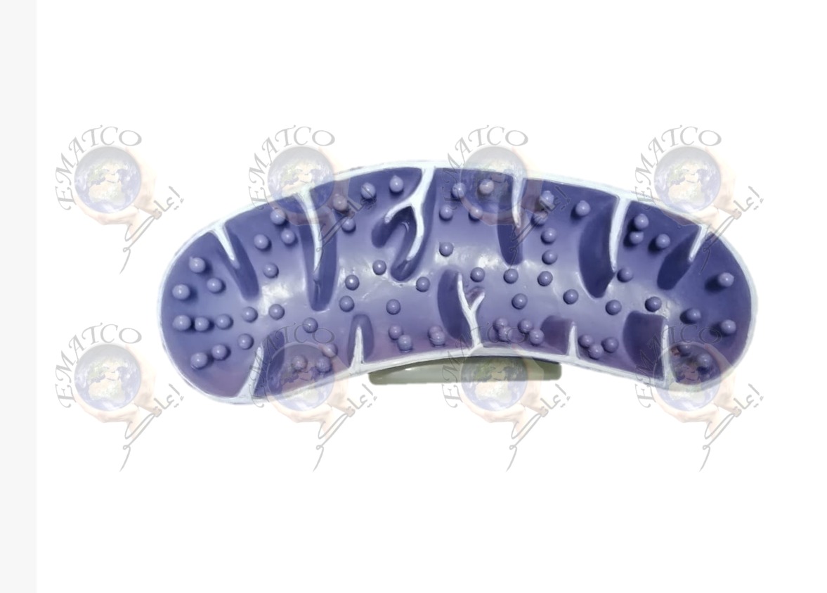 MITOCHONDRION MODEL