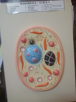 ANIMAL CELL MODEL ON BOARD