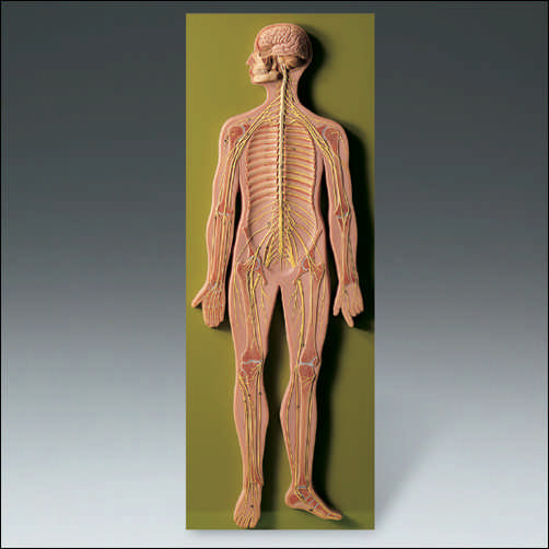 NERVOUS SYSTEM MODEL ON BOARD