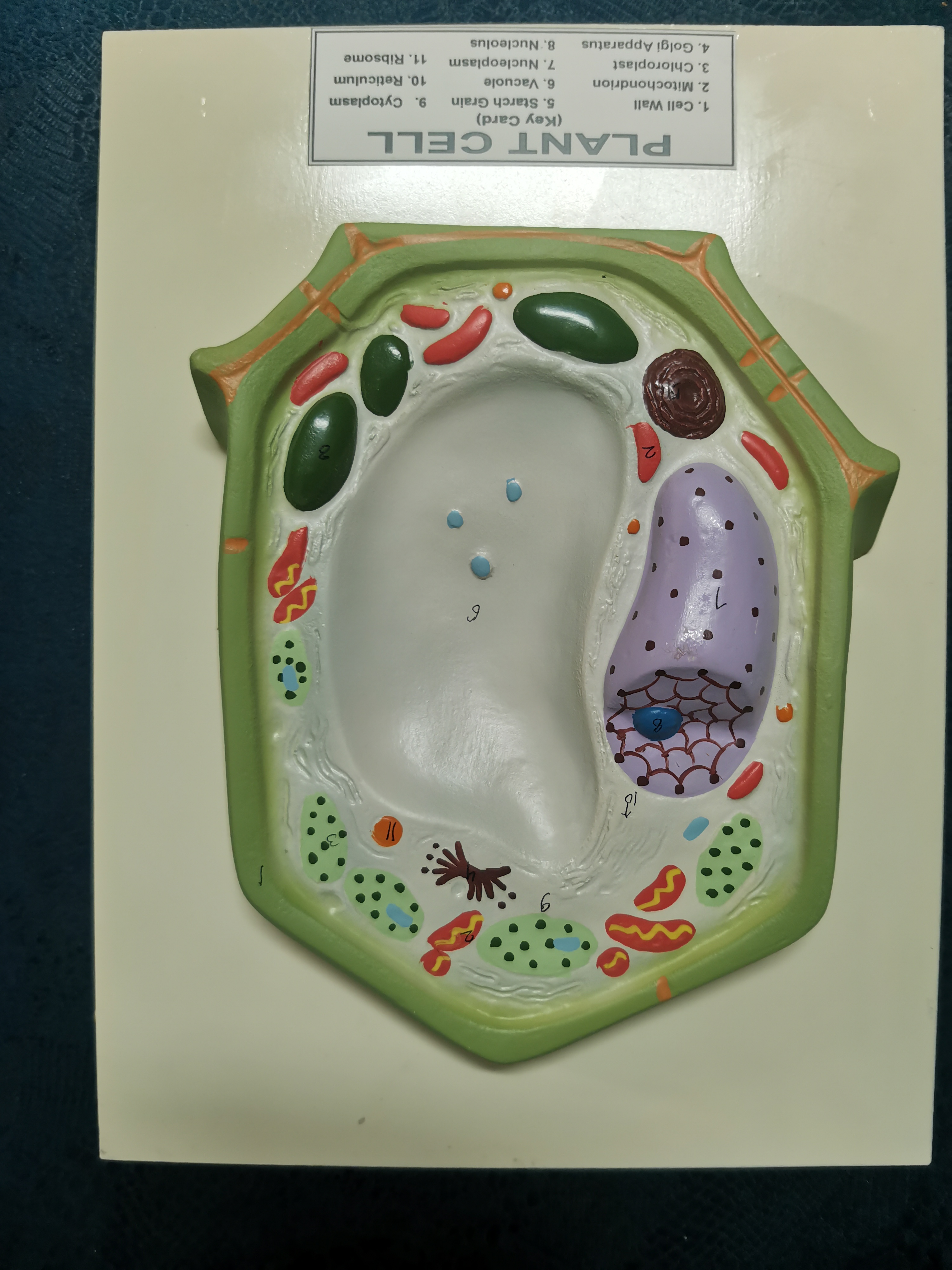 PLANT CELL MODEL ON BOARD