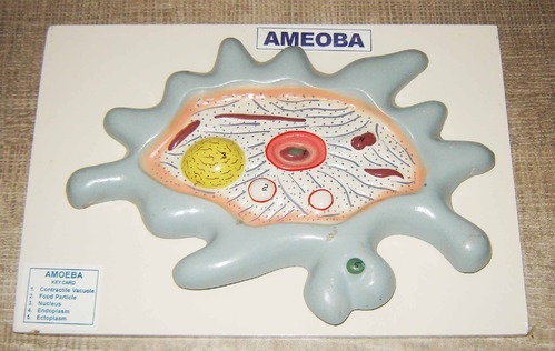 AMOEBA  MODEL ON BOARD