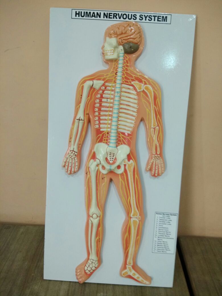 Human Nervous System Model