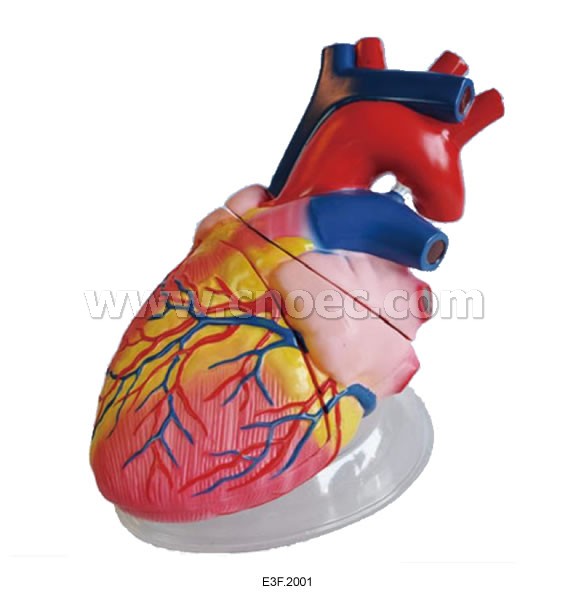 HEART DISSECTING MODEL JUMBO