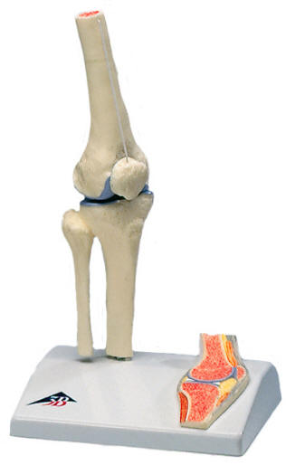 HUMAN KNEE JOINT