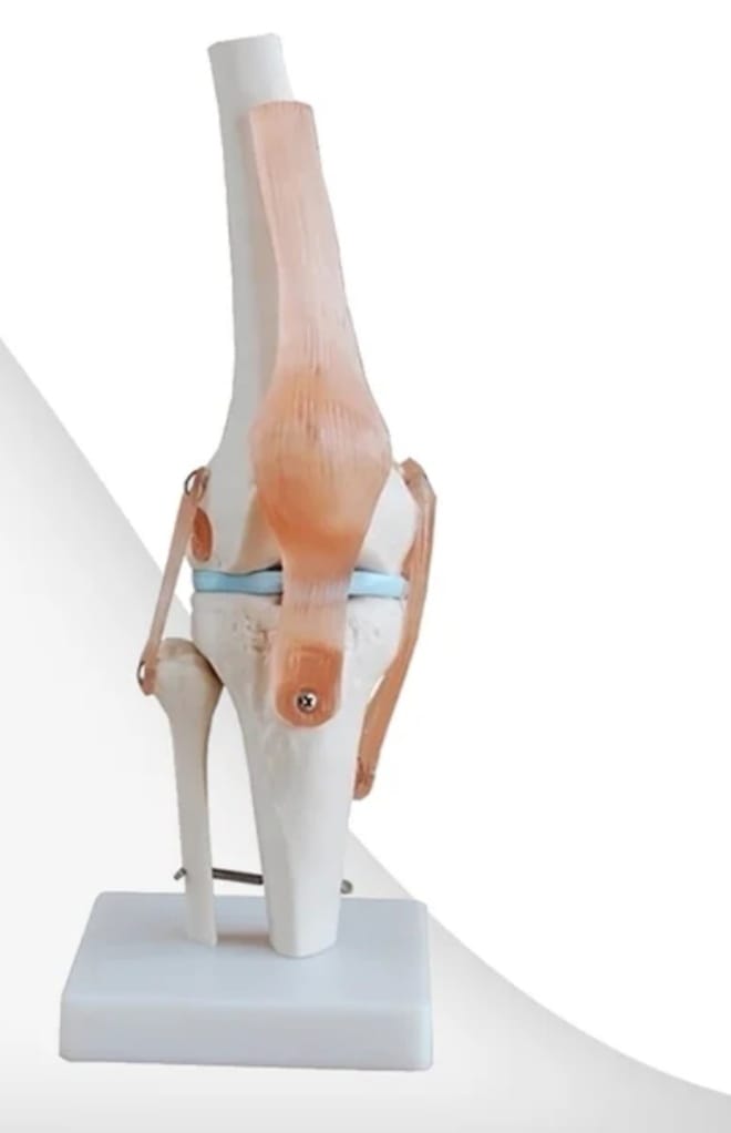 KNEE JOINT MODEL WITH CARTLELDGE