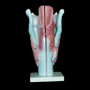 LARYNX MODEL FOR HUMAN ON STAND