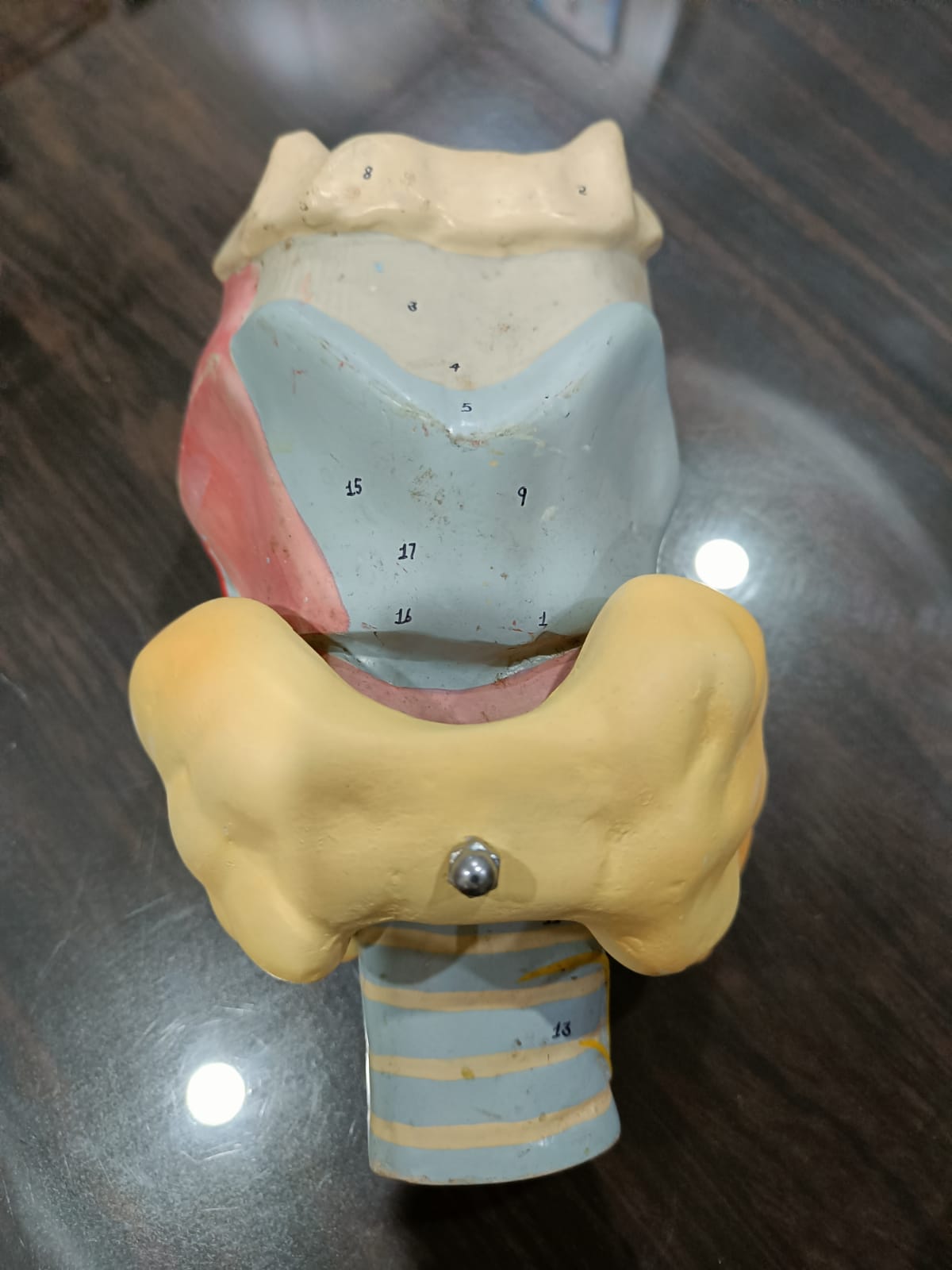 THYROID GLAND MODEL