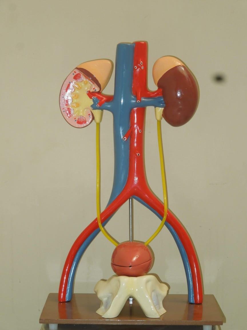 EXCRETORY SYSTEM ON BOARD 3D