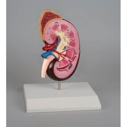 Kidney for Human on Stand