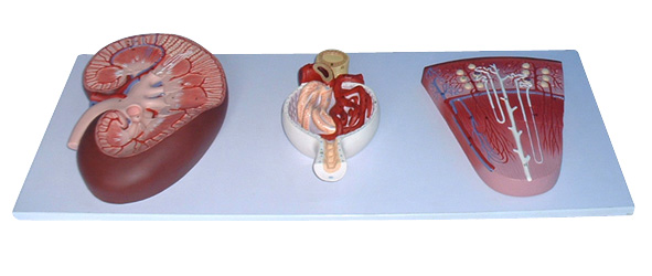 KIDNEY WITH NEPHRON SECTION AND BOMANS CAPSULE SECTION MODEL