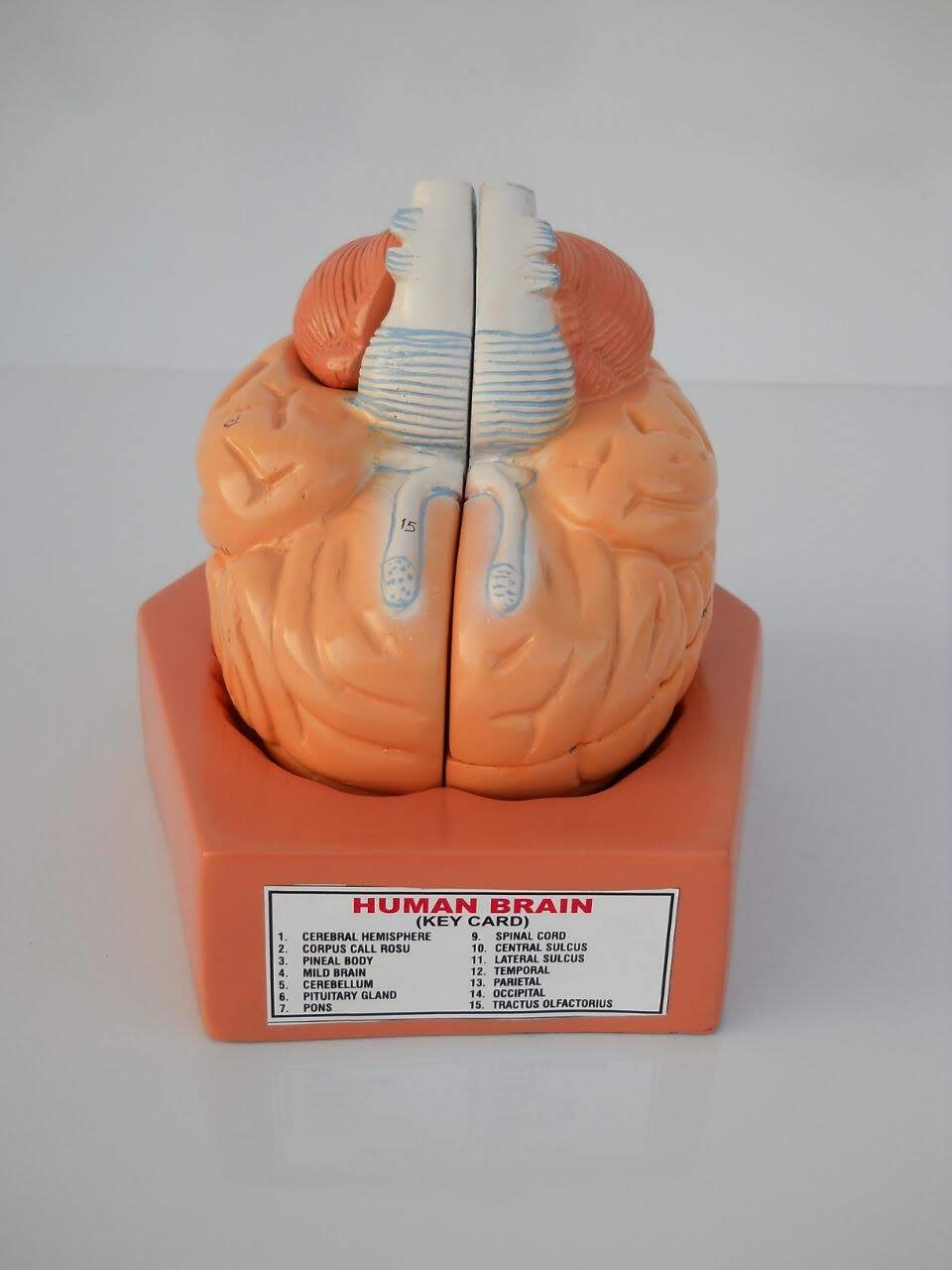 Human Brain Model