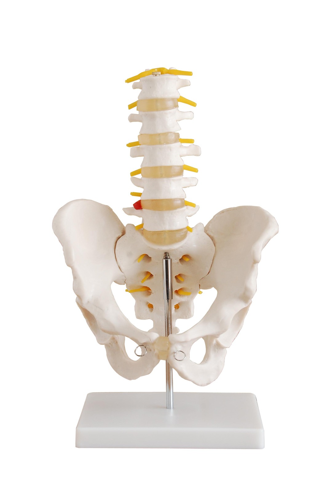 SPINAL CORD ON STAND