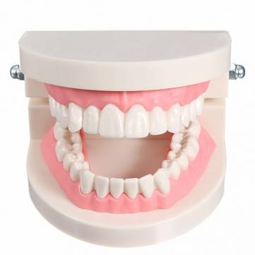 TOOTH DENTAL MODEL  LARGE