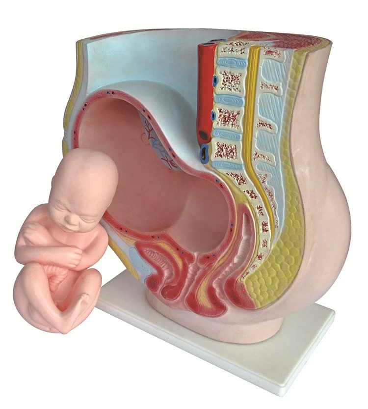 HUMAN PREGNANT UTERUS LIFE SIZE