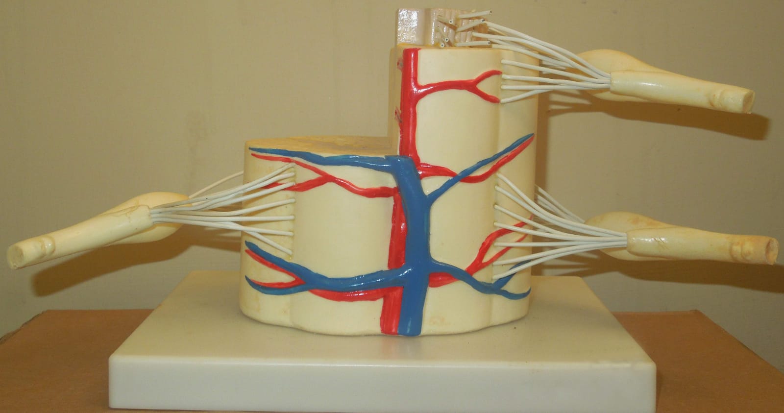 VERTEBRA MODEL FOR HUMAN ON BOARD