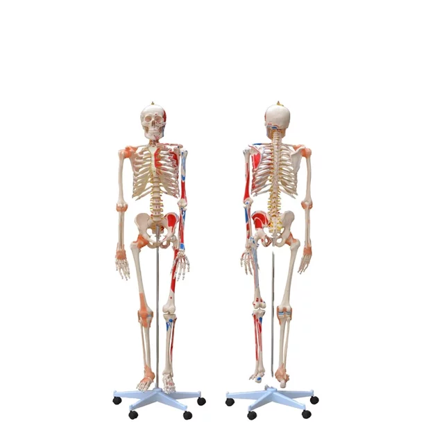 SKELETON SYSTEM FOR HUMAN ADULT SHOWING SITES OF               MUSCLE ATTACHMENT