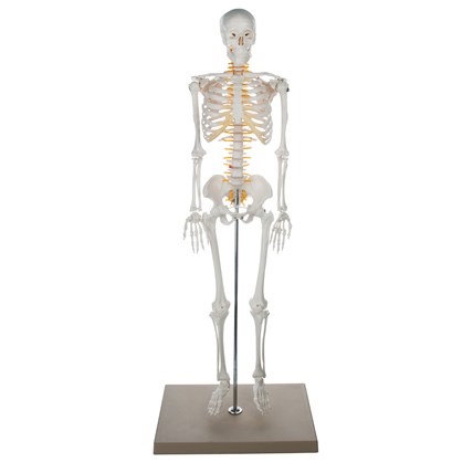 SKELETON SYSTEM FOR HUMAN ADULT WITH METALIC STAND 85 CM