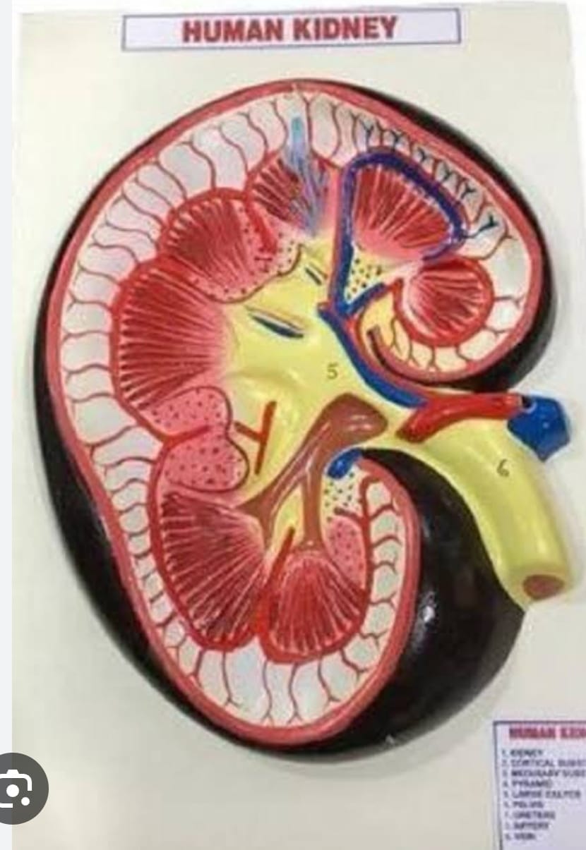 KIDNEY FOR HUMAN ON BOARD