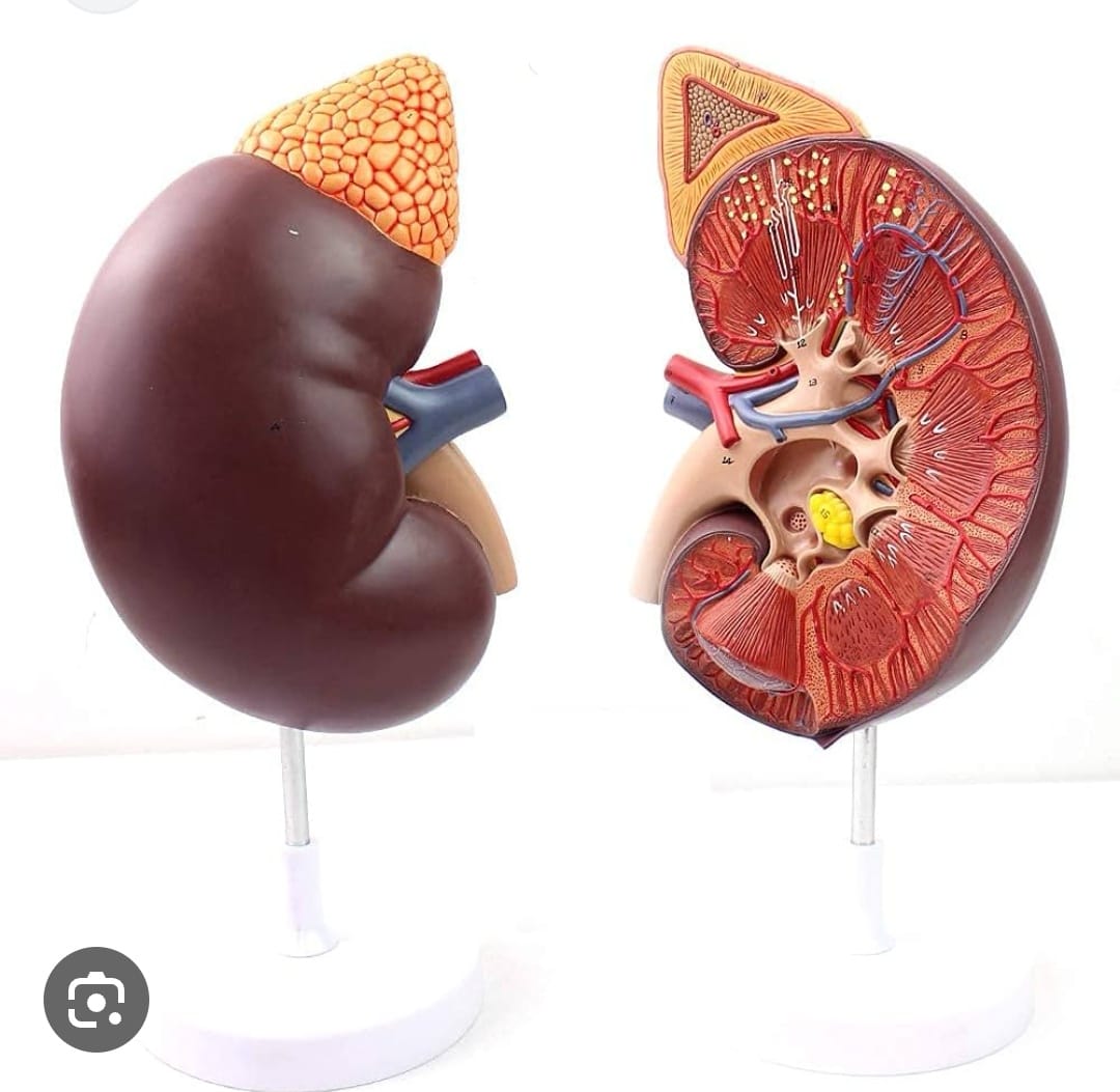 ADRENAL GLAND