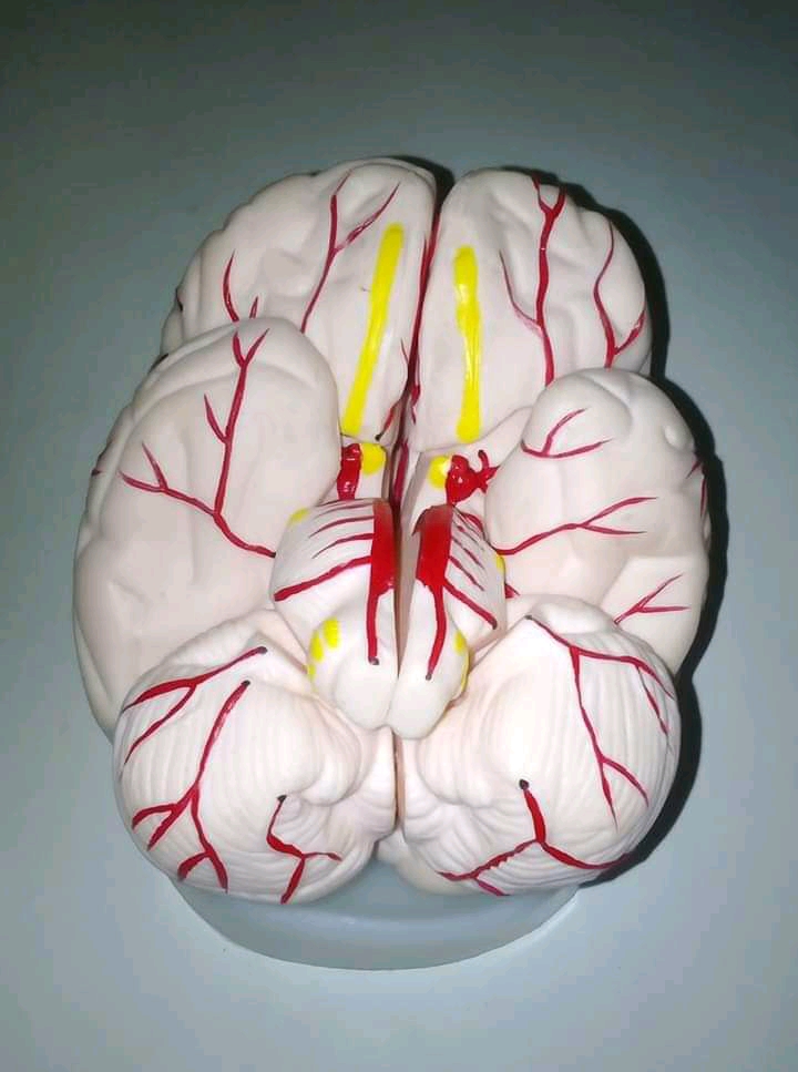 BRAIN MODEL 4 PARTS