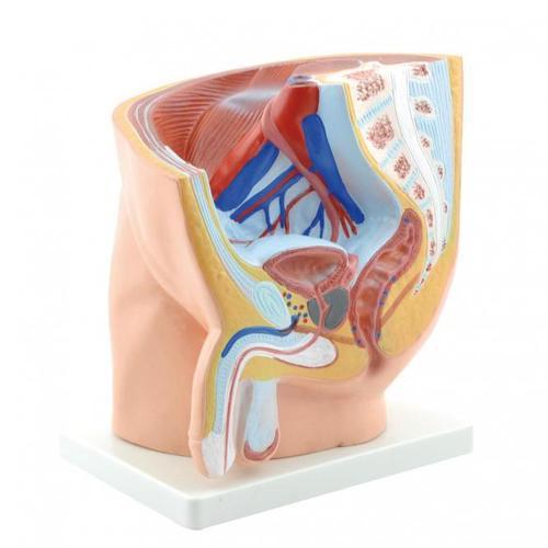 PELVIC CAVITY FOR MALE MODEL LARGE