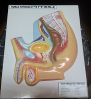 PELVIC CAVITY FOR MALE MODEL ON BOARD