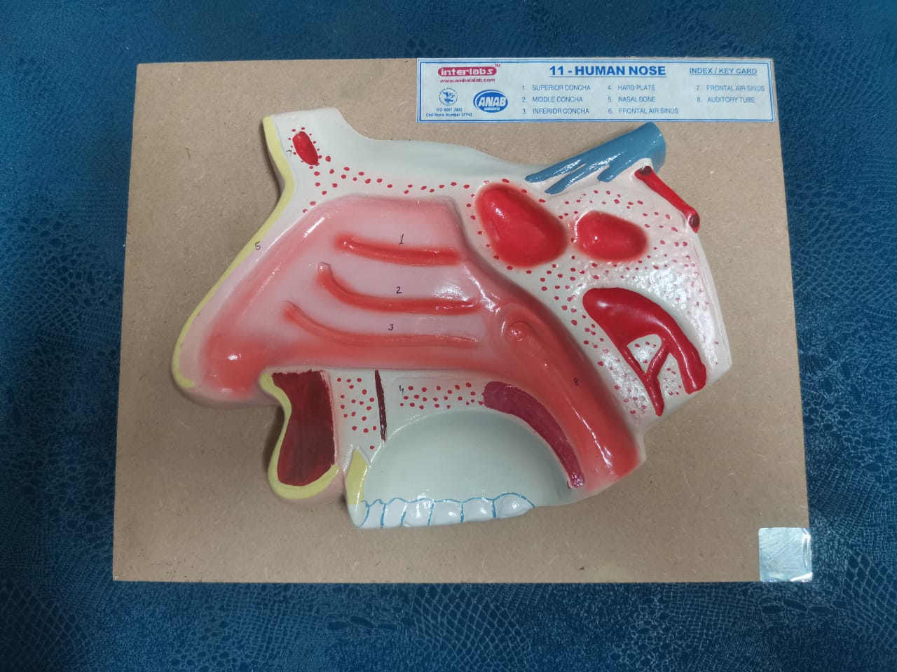 NASAL MODEL FOR HUMAN ON BOARD