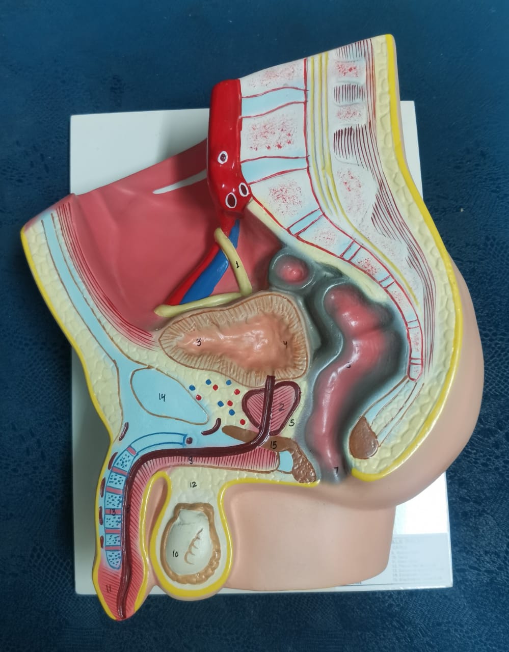 PELVIC CAVITY FOR MALE MODEL3D