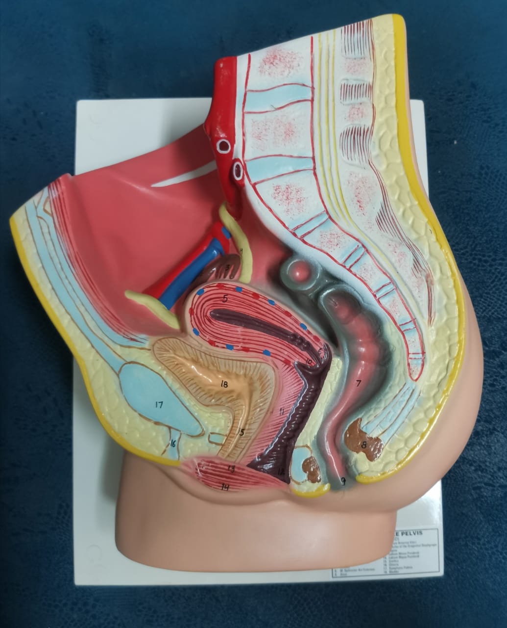 PELVIC CAVITY FOR FEMALE MODEL LARGE