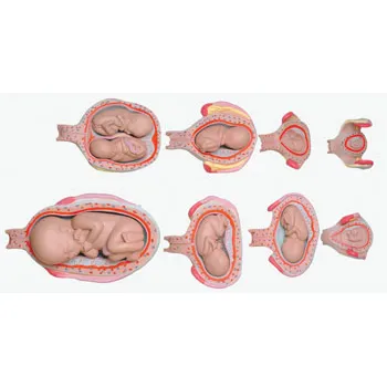 HUMAN DEVELOPMENT SET .OREGNACY SERIES