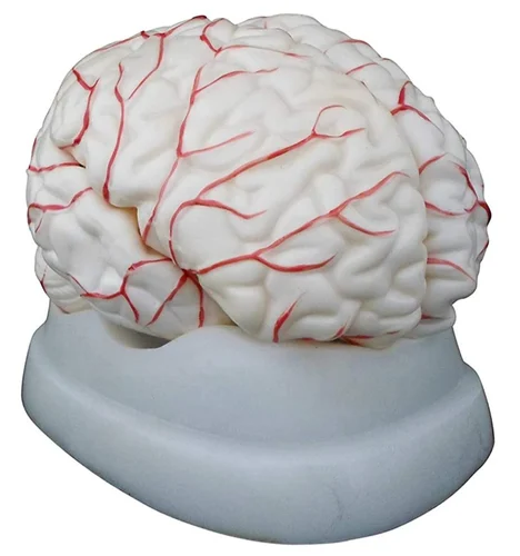 Human Brain Model