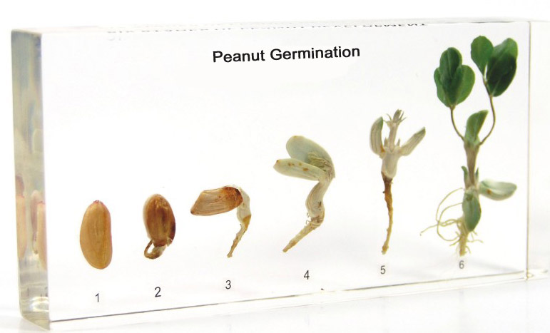Peanut Germination