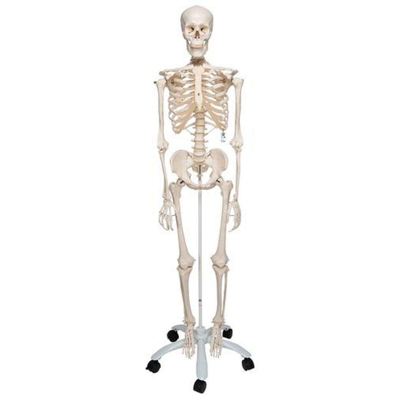 Human Skeleton